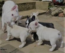 French Bulldog Puppies For Adoption