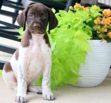 German Short hair Pointer puppies