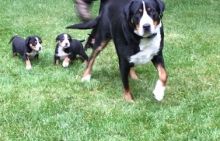 Greater Swiss Mountain Dog puppies