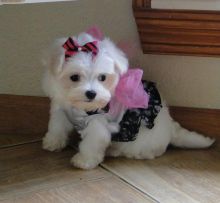 Healthy Male and Female Maltese puppies