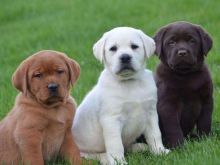 Labrador Retriever Puppies For Sale