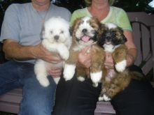 Lhasa Apso Puppies available