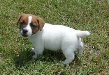 Magnificent Jack Russell