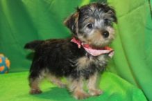 Morkie puppies available