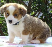 Pembroke Welsh Corgi Puppies available