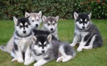 Purebred Alaskan Malamute Puppies