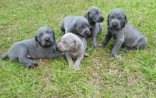 Purebred Weimaraner puppies Ready ,