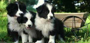 Border Collie Puppies Image eClassifieds4u