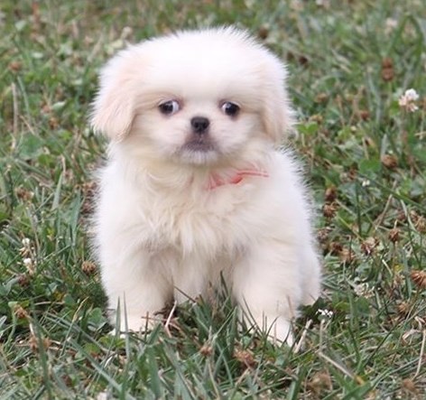 chinese Imperial puppies Image eClassifieds4u