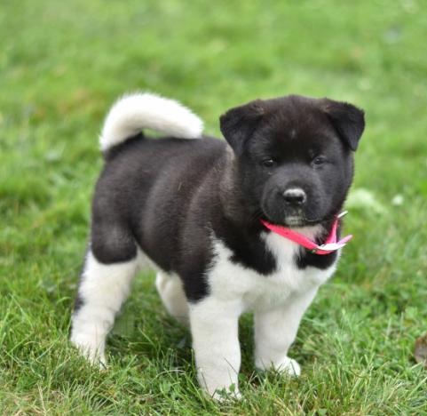 Cute Purebred Akita Puppies Available Image eClassifieds4u