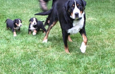 Greater Swiss Mountain Dog puppies Image eClassifieds4u