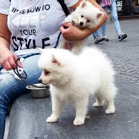 Home Raised Japanese Spitz Puppies Available For Caring Homes Image eClassifieds4u