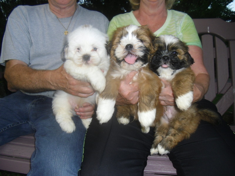 Lhasa Apso Puppies available Image eClassifieds4u