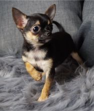 ✔ ✔ Potty Trained Male ☮ Female ☮ Chihuahua ☮Puppies Available ✔ ✔ Image eClassifieds4u 4