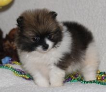 Affectionate Teacup Pomeranian Available Image eClassifieds4u 2