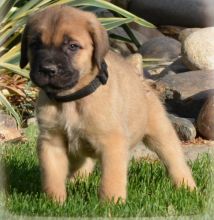 Cane Corso Italiano puppies Image eClassifieds4U