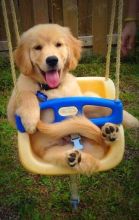 Golden Retriever puppies Image eClassifieds4u 1