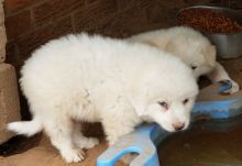 Great Pyrenees puppies Image eClassifieds4u 1