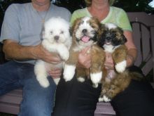 Lhasa Apso Puppies available Image eClassifieds4U