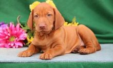 Male and female Vizsla puppies available Image eClassifieds4U