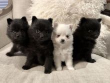 Pomeranian Puppies Available For New Homes Image eClassifieds4U