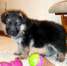 Quality German Shepherd puppies Image eClassifieds4U