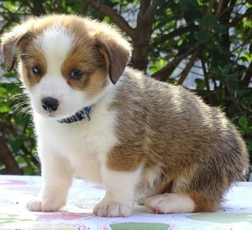 Pembroke Welsh Corgi Puppies available Image eClassifieds4u