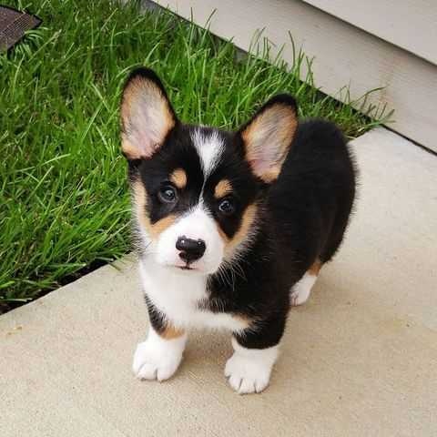 Pembroke Welsh Corgi Puppies available Image eClassifieds4u