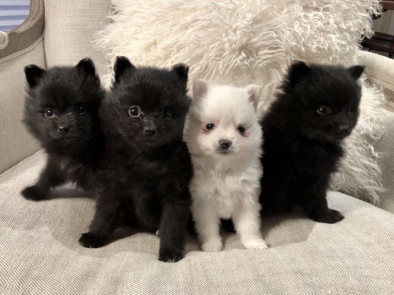 Pomeranian Puppies Available For New Homes Image eClassifieds4u