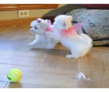 Healthy Teacup Maltese Puppies Available