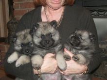 Purebred keeshond puppies Available . beautiful little medium Email at (salamixz53@gmail.com)