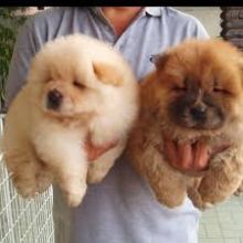 Cute Chow Chow Puppies Available