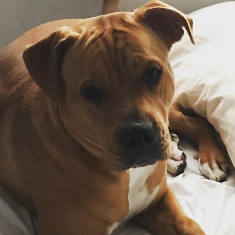 Year old American Bulldog/ Rottweiler Mix Image eClassifieds4u
