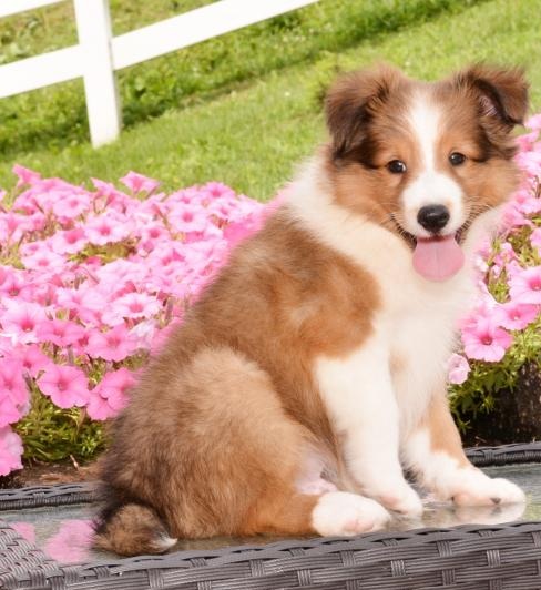 ♥‿♥ ✿Stunning Akc Sheltie Puppies ✿Email at ✔ ✔ [ peterbrooke200@gmail.com]] Image eClassifieds4u