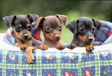 Adorable Miniature Doberman Pinchers puppies ready