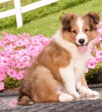 ♥‿♥ ✿Stunning Akc Sheltie Puppies ✿Email at ✔ ✔ [ peterbrooke200@gmail.com]]