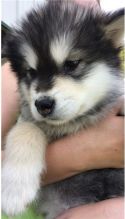 Alaskan Malamute puppies available