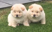 Cute Chow Chow Puppies Available