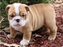 Cute English bulldog puppies