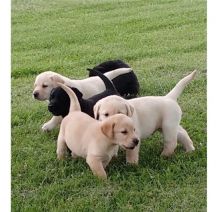 Cute Labrador Retriever Puppies Available,