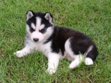 Cute Siberian husky puppy for adoption Text (708) 928-5512