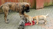 Enthusiastic BullMastiff Puppies Available,