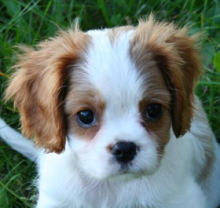 Healthy Cavapoo puppies