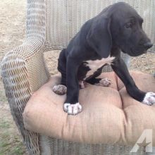 male and female Great Dane puppies