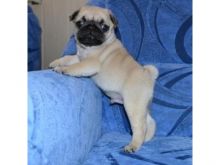 male and female Pug puppies available