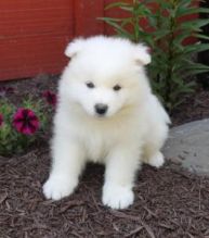 male and female Samoyed puppies
