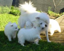 Purebred Japanese Spitz Puppies Available