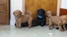 Refined Labradoodle Puppies available
