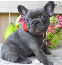 Registered French Bulldogs for Adoption txt (612) 470-8177