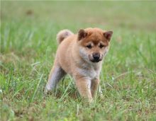 Shiba Inu puppies male and female